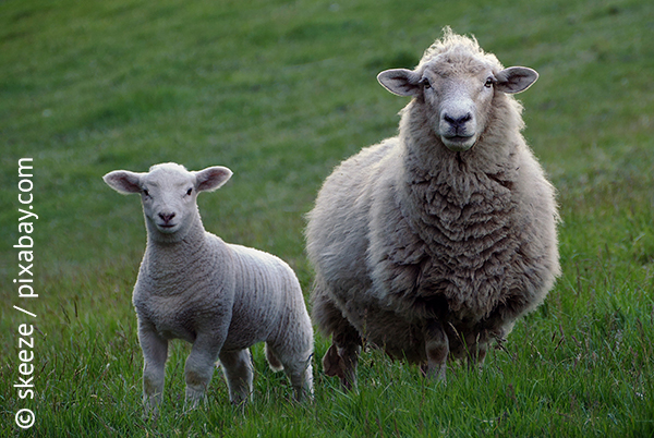 Schafe auf der Weide.