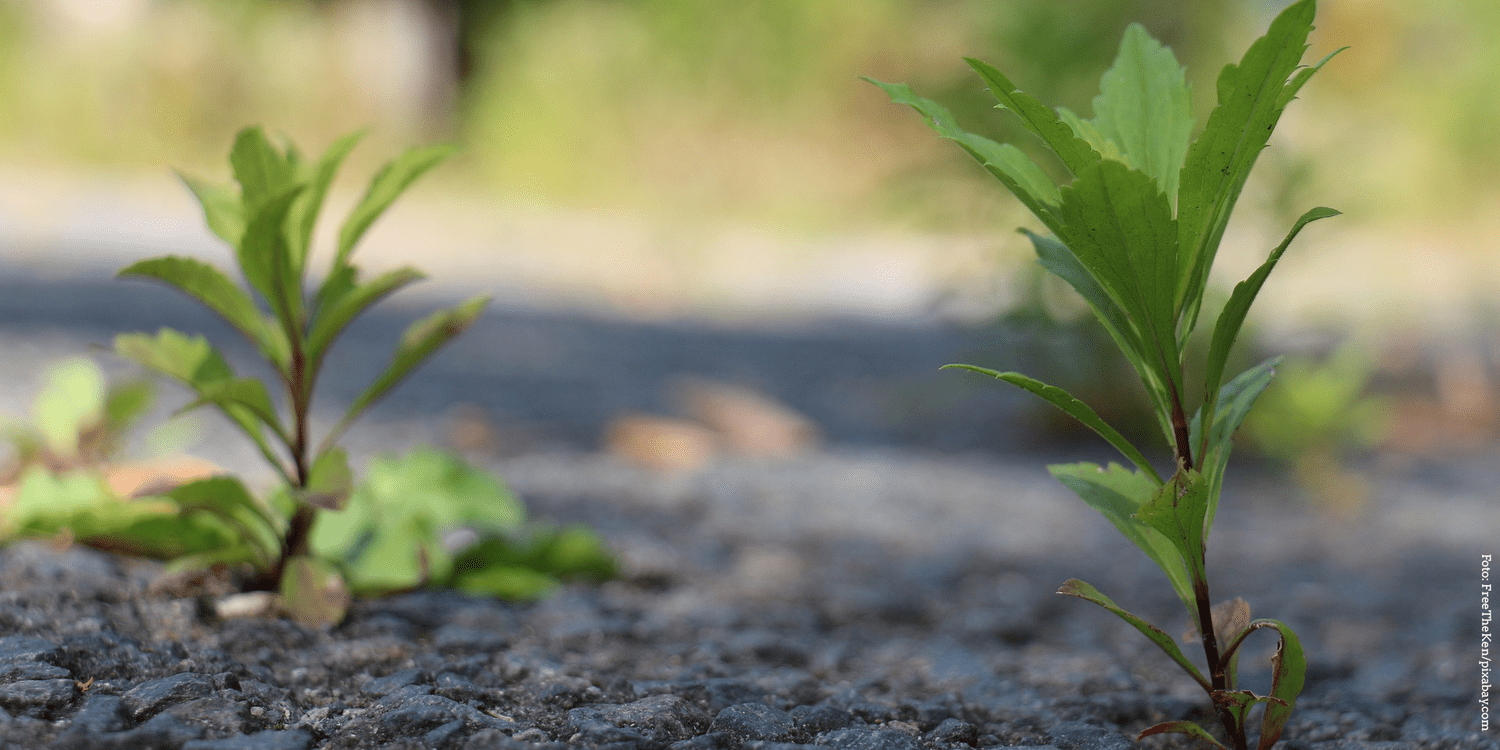 KI generiert: Das Bild zeigt junge grüne Pflanzen, die durch Beton oder Asphalt sprießen. Der Fokus liegt auf dem Kontrast zwischen der lebenden Natur und der urbanen Umgebung.