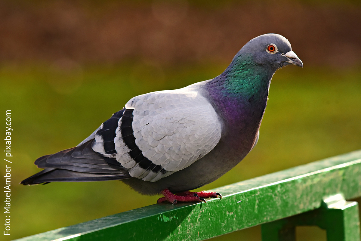 KI generiert: Das Bild zeigt eine Taube, die auf einem grünen Geländer sitzt. Der Vogel ist detailliert abgebildet, mit schimmerndem Gefieder in Grautönen und einem leicht verschwommenen Hintergrund.