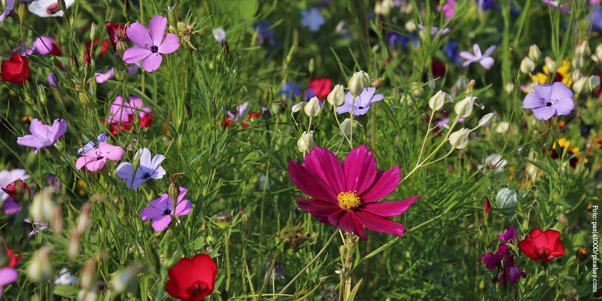 Blumenwiese Pasja1000 Pixabay.com