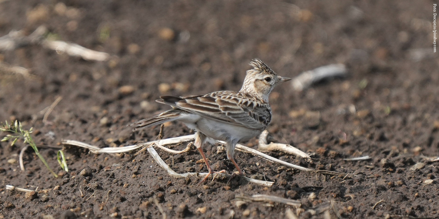 KI generiert: Das Bild zeigt eine Lerche, die auf einem erdigen Feldboden steht. Der Vogel hat auffällige Federn und steht im Mittelpunkt des Bildes.