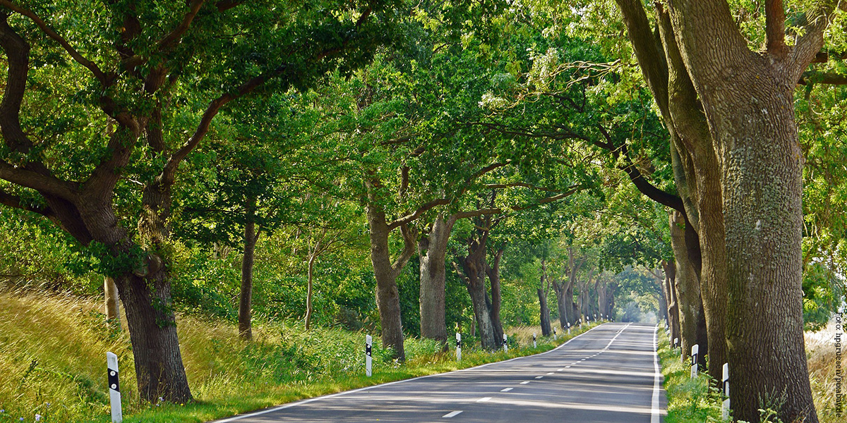 KI generiert: Das Bild zeigt eine Landstraße, die von großen, grünen Bäumen gesäumt wird. Die Allee erstreckt sich in die Ferne und vermittelt einen Eindruck von Ruhe und Naturverbundenheit.