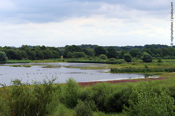 Eine Auenlandschaft mit einem See und Bäumen im Hintergrund.  